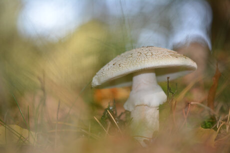 Parelamaniet (Amanita Rubescens)