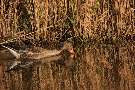 Grauwe gans