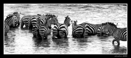 Zebra's