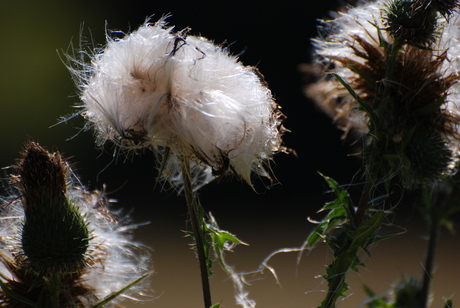 uitgebloeide distel