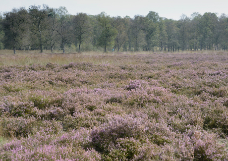 veluwe-heide en bos