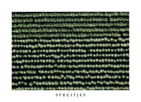 Spruitjes