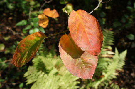 Herfstblad