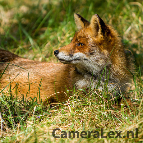 Fox in the Sun