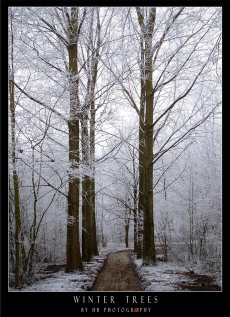 HB Winter Trees