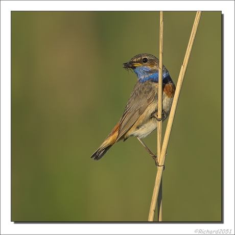 Vlaardingse Blauwborst