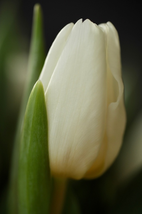 Eerste tulp van 2021