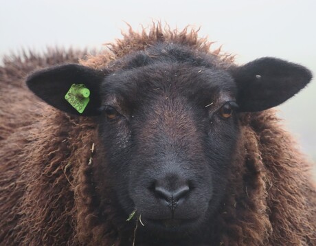 Schaap in de mist