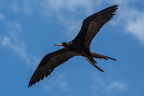 Amerikaanse Fregatvogel