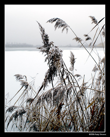 Riet in de kou