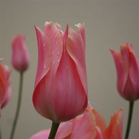 Tulp