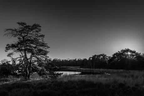 20210221_StrijbeekseHeide_1590-HDR