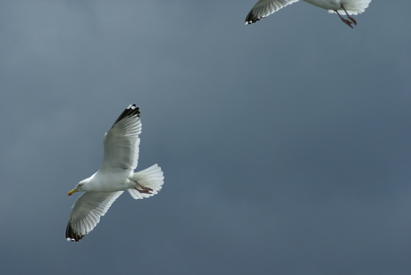 zweven op de wind