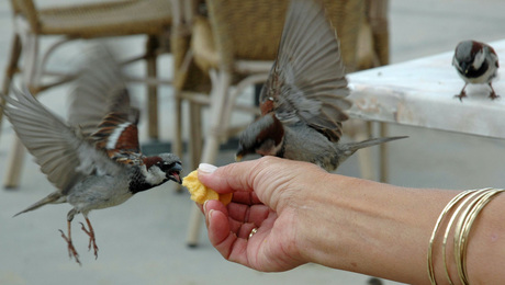 vogels 16 musjes in actie