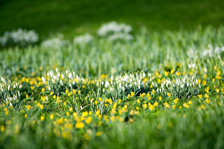 Lente in de Hortus in Leiden