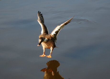 Landing