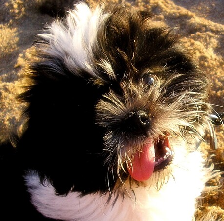 Asjeblieft..........mag ik ???