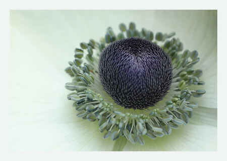 White Spring - White Spring - Anemoon - foto door rondevries_zoom op 11-03-2013 - deze foto bevat: anemoon