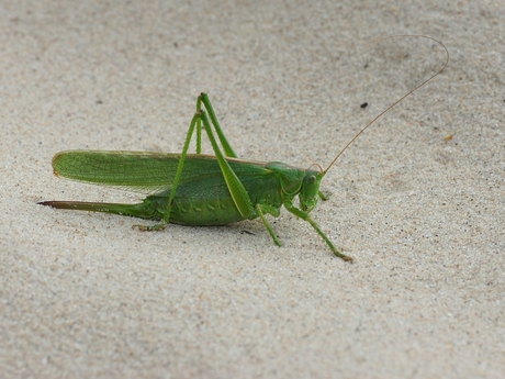 Grote groene sabelsprinkhaan