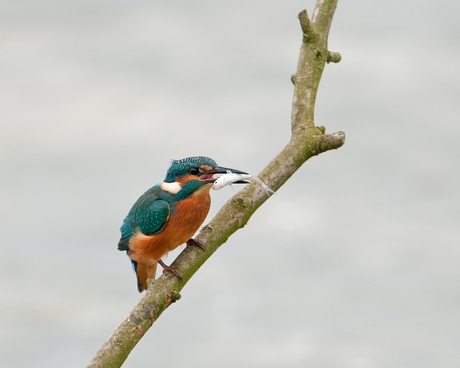 IJsvogel met visje