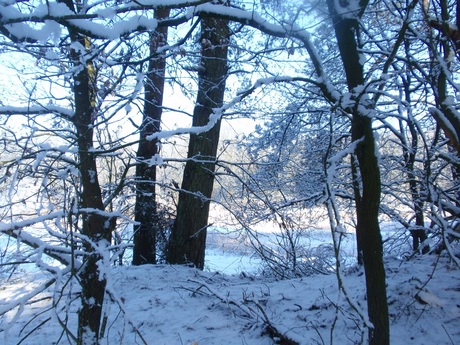 winterschoonheid