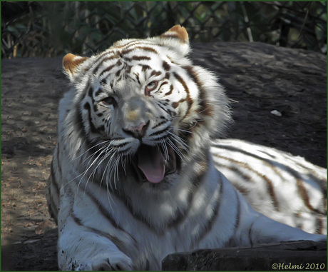 Witte tijger....