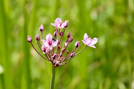 bloem van waterplant