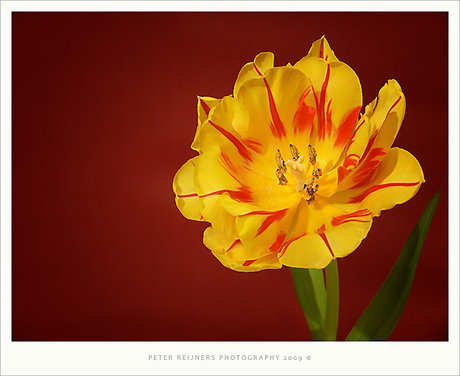 Tulp