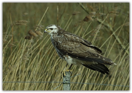 buizerd