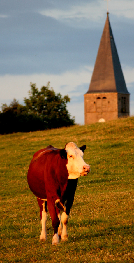 Koe in Frankrijk