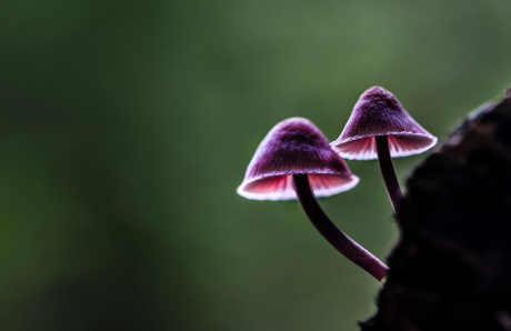 Bloedsteelmycena