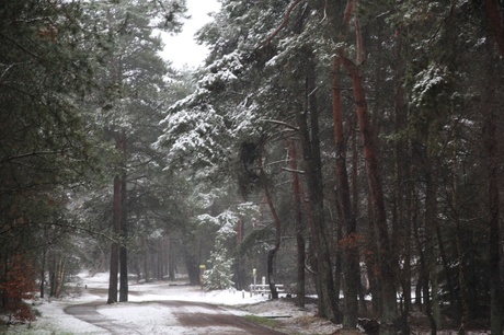 eerste sneeuw in het bos