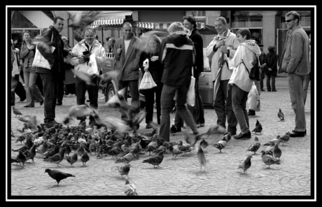 Alle duiven op de dam