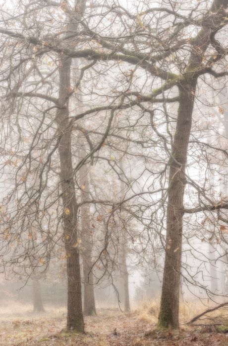 Misty Trees