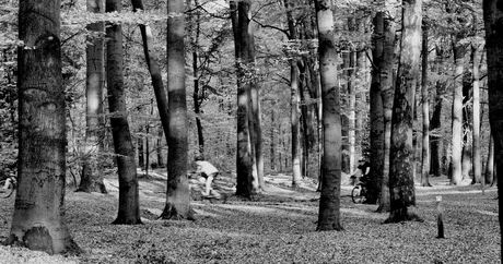 Hey a bike in the bush