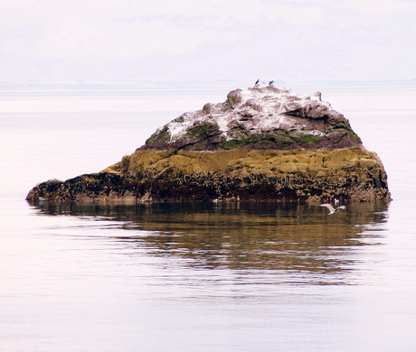 Vogelpoep-eiland