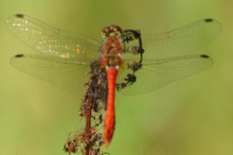 Steenrode heidelibel mannetje = Sympetrum vulgatum