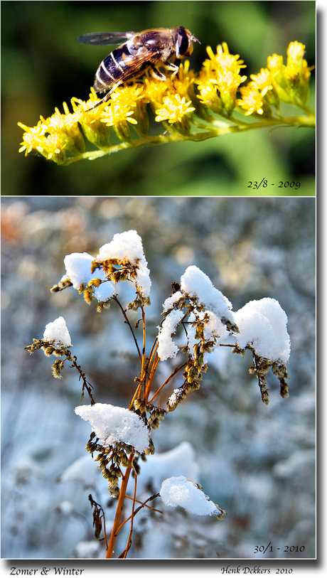 Zomer & Winter