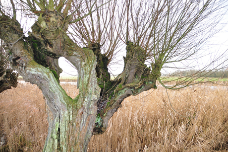 Biesbosch