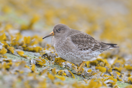 Paarse Strandloper 2