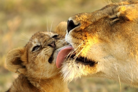 baby lion with moms, Ndutu area
