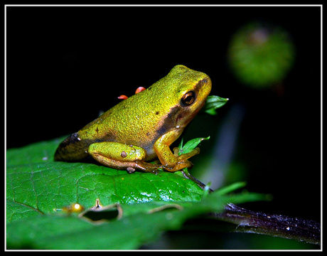 boomkikker Hyla arborea