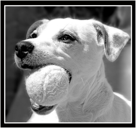Parson russel terrier jimmy