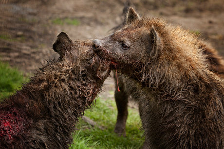 Hyenagevecht 4