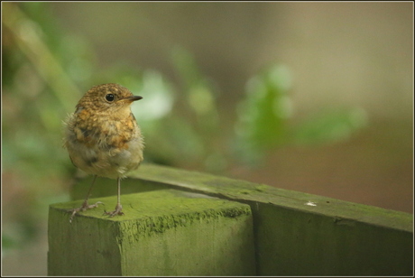 Roodborst jong