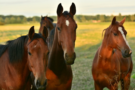 Paarden bijeenkomst...