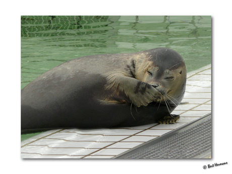 Bert Hermans word uitgelachen door een zeehond