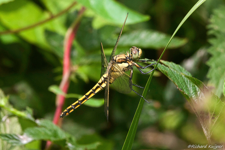 Gewone oeverlibel (Orthetrum cancellatum)