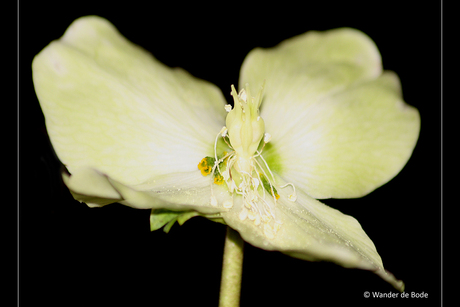 Witte bloem