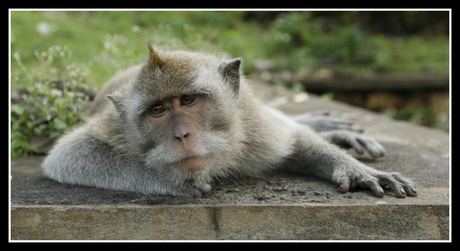 A monkey in Uluwatu